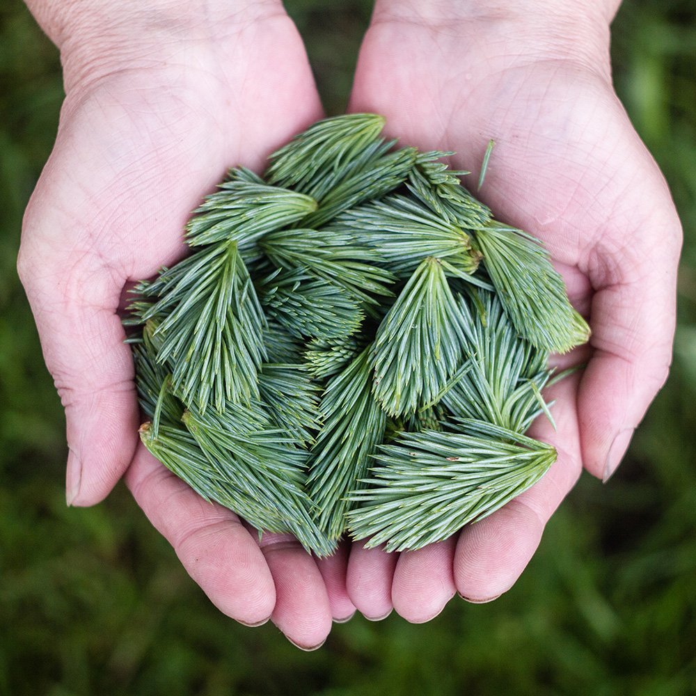 Intro to Wild Medicinal Plants