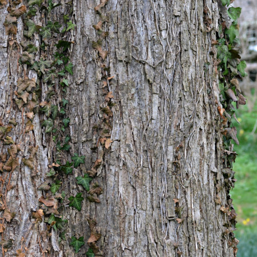 Slippery Elm Throat & Tummy Soothers